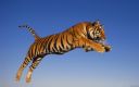 orig_Widescreen_Wallpapers_28829.jpg